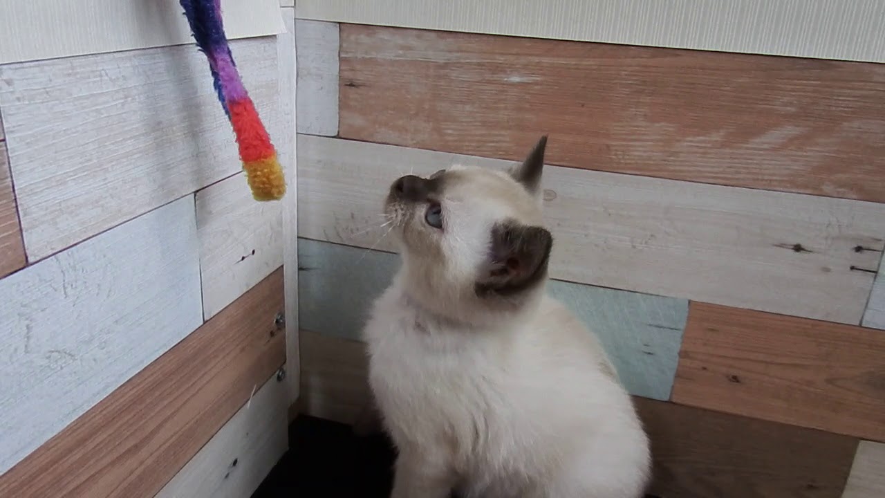 トンキニーズ♀2018/12/2