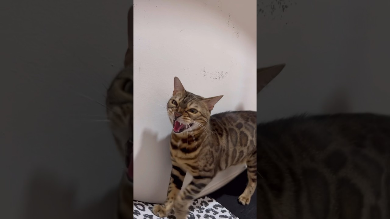 新入り子猫の匂いにキレながらランニングする先住猫【ベンガル猫】