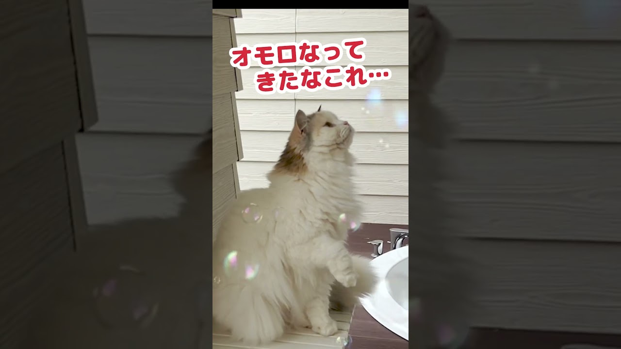 猫にシャボン玉をかけてみた #Shorts