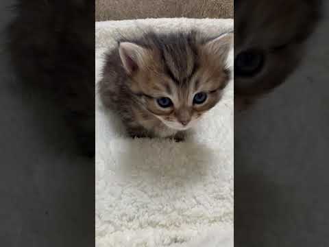 サイベリアン ブラウンマッカレルタビー（トリプルコート）の女の子♡