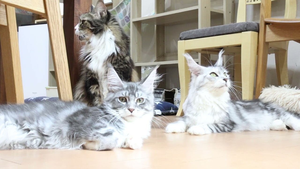 日曜朝のメインクーン子猫たち