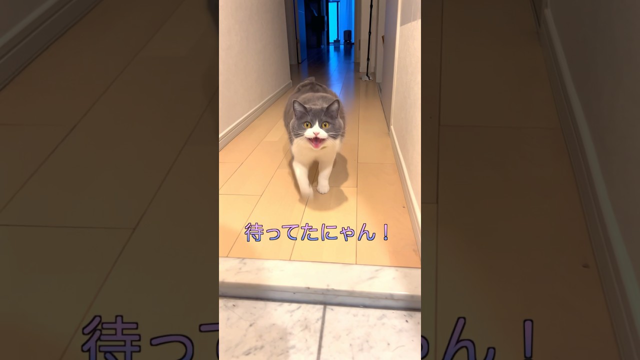 お出迎え猫 256日目🐯「しゃべるぬこです」#猫のいる暮らし #お出迎え猫 #喋る猫