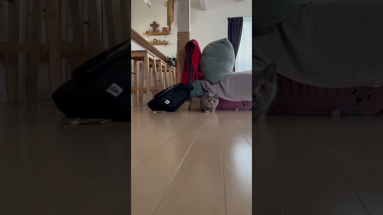 すたすたすた通信②#可愛い #ブリティッシュショートヘアー #cat #gatos #猫 #britishshorthair #cute #funny #ブリのうずめ #キャットウォーク