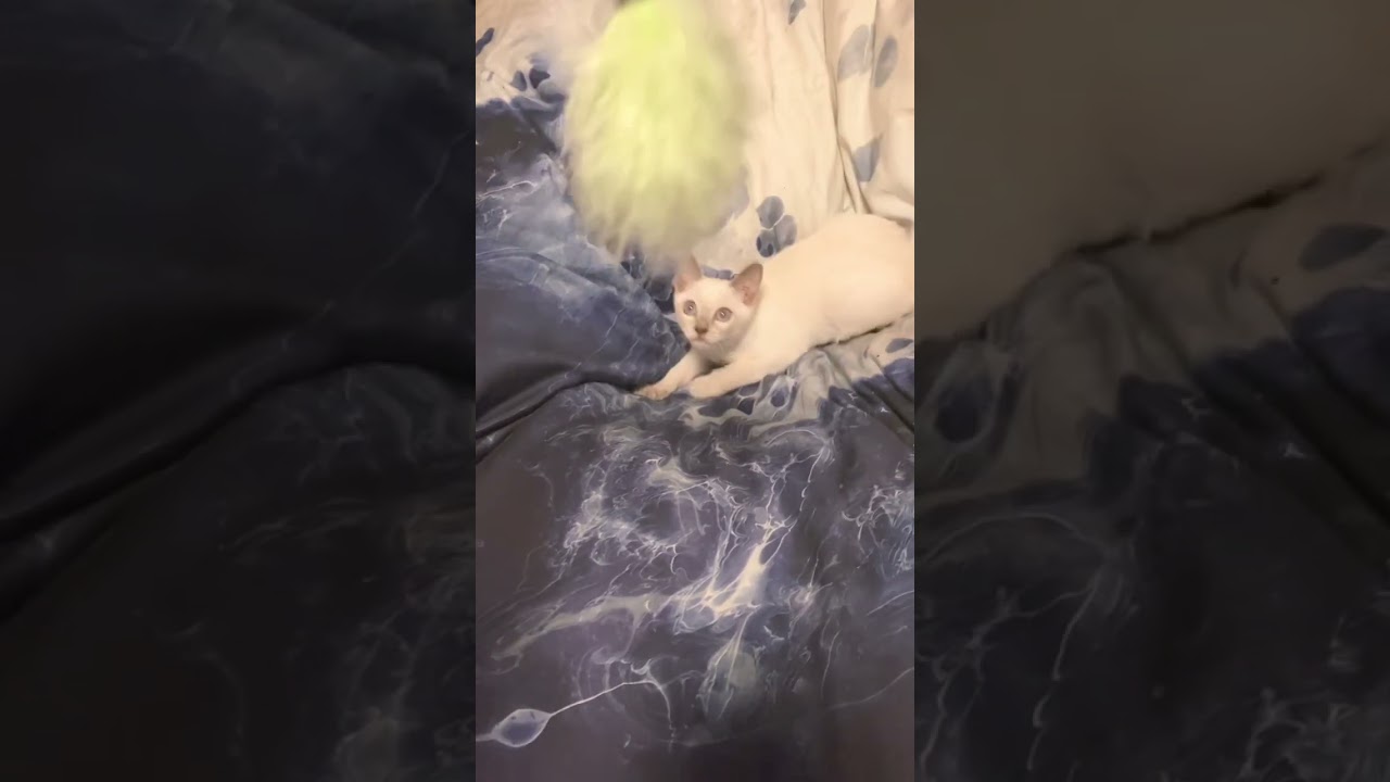 猫のヤバいジャンプ力。　　　　#猫 #トンキニーズ #こねこ