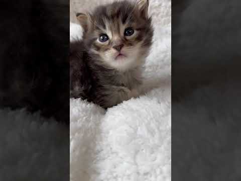 サイベリアン 黒が多めのカッコいいブラウンマッカレルタビー（フワモコトリプルコート）の男の子。