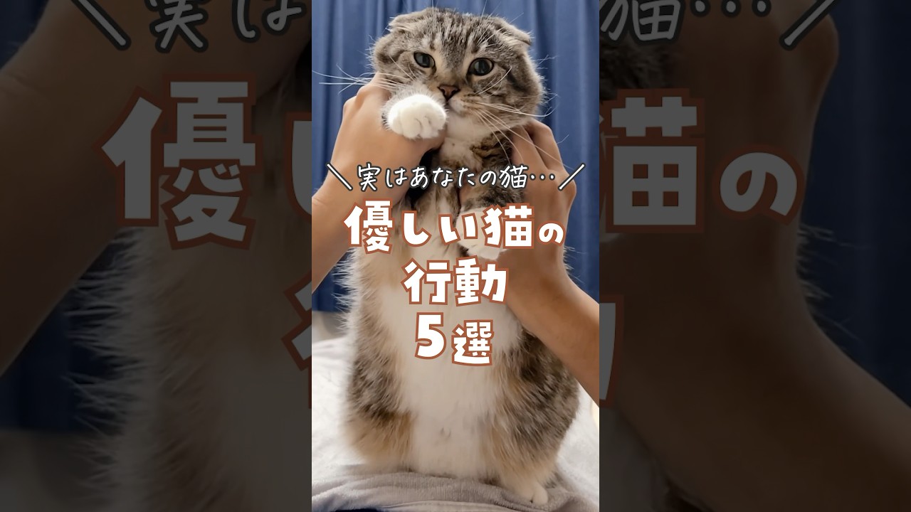 優しい猫だけがやりがちなコト5選。あなたの猫ちゃんの優しさエピソードもあるでごわすか？☺️✨ #猫 #猫のいる暮らし #猫あるある #猫の気持ち #ねこ