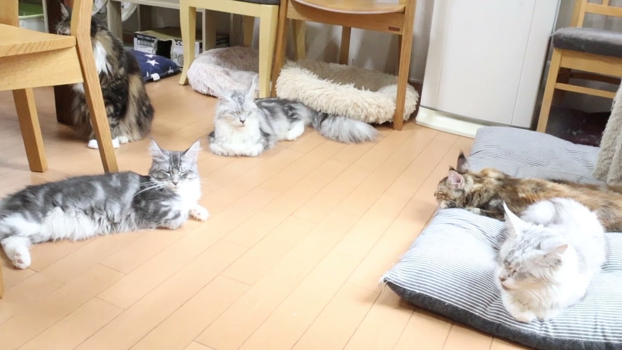 日曜朝のメインクーン子猫たち