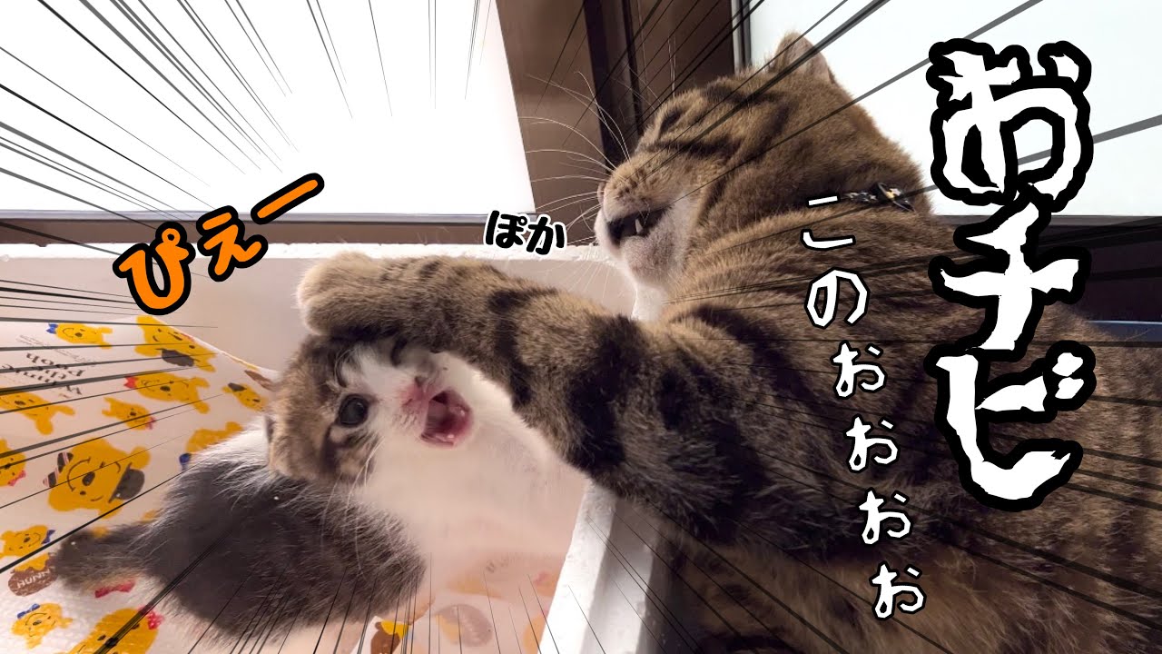 生後1ヶ月の子猫がついに、先住兄猫に噛み付くと…www【預かり保護猫】