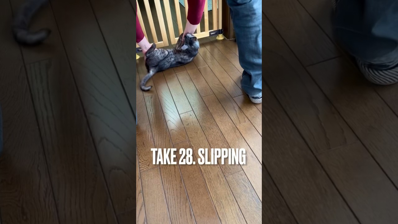 ごはん前の儀式😄#滑る猫 #エジプシャンマウ #ねこ動画 #cat #funny #shorts