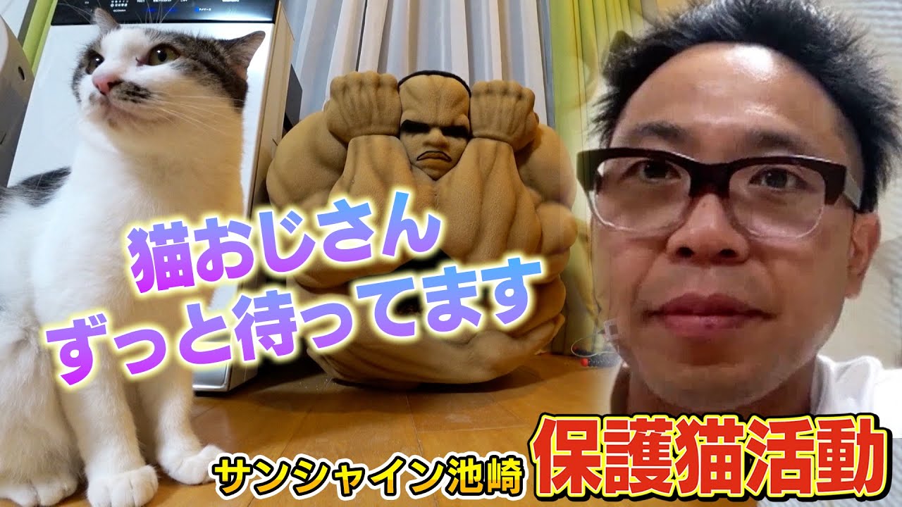 【保護猫活動】見知らぬ人との人馴れ特訓の成果で元野良猫のりしおとサンシャイン池崎の距離が大接近！？【預かりボランティア】