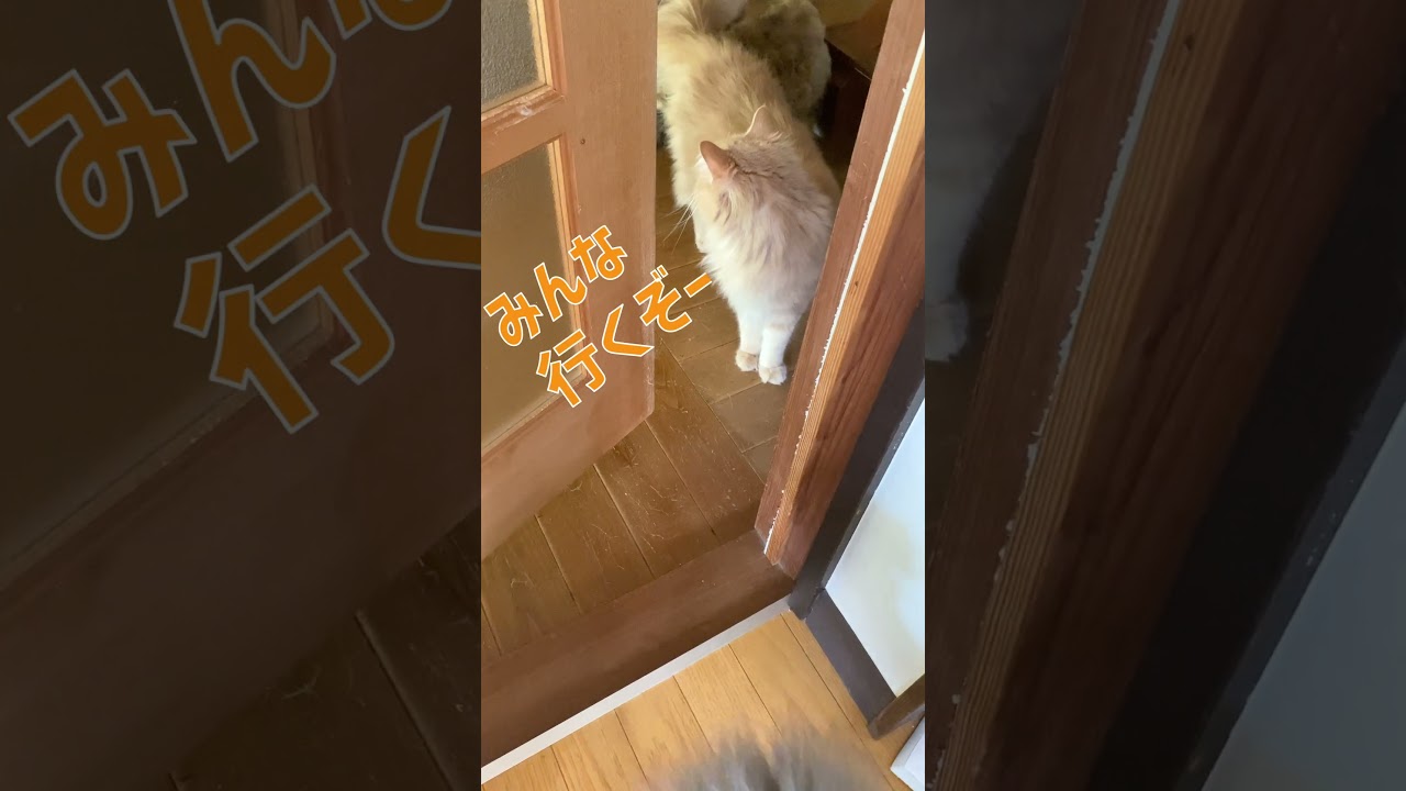 続々とやってくる猫ファミリー🐈🐈🐈【サイベリアン】 #shorts