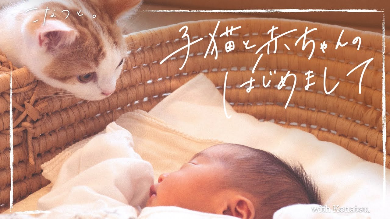 子猫に、人間の妹ができました。