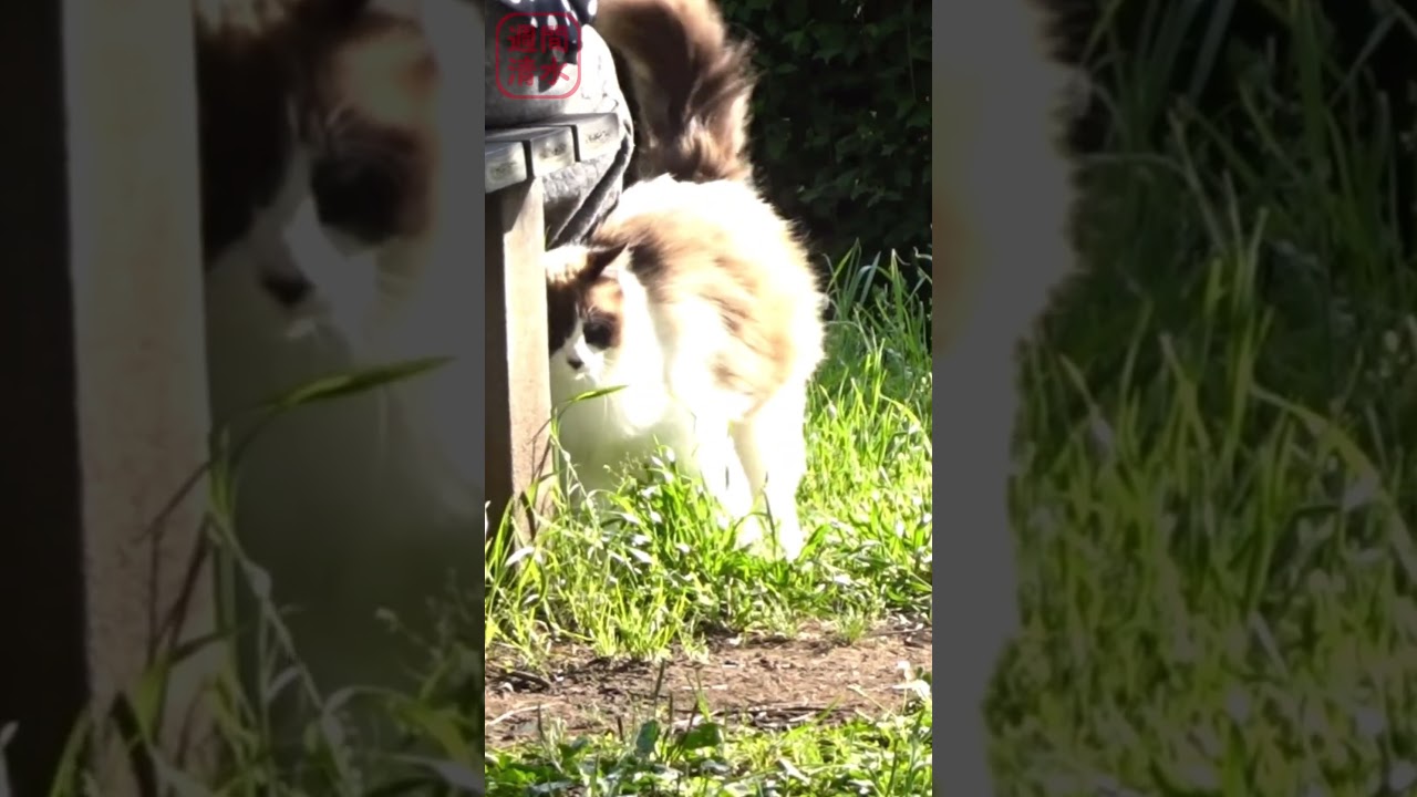 犬みたいに尻尾を振る猫 #shorts cute cat. シャム猫っぽい長毛猫 可愛い もふもふ