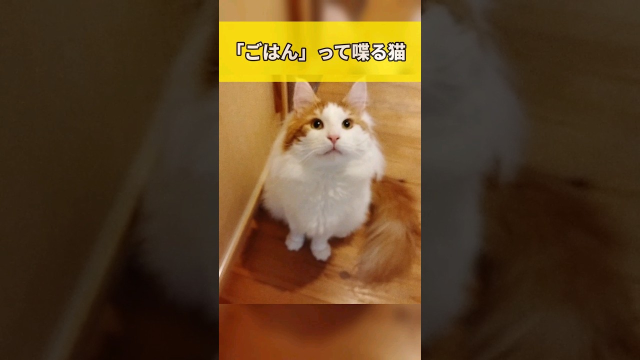 普通にしゃべる猫 #しゃべる猫 #メインクーン #shorts #funny