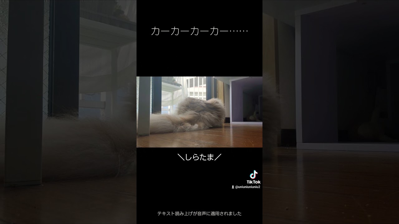 ニャルソックに夢中の子猫を呼んでみたら… #ラガマフィン #cat #猫動画 #子猫 #癒し #優しい子猫 #ネコ砂散乱しててごめんね