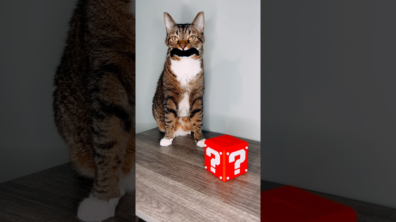 Mario the Manx Cat #cat #pets #cute #mario #supermario