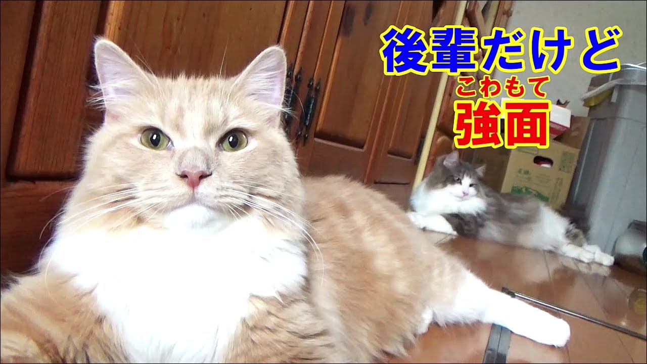 コワモテなラガマフィン - まだまだ子猫