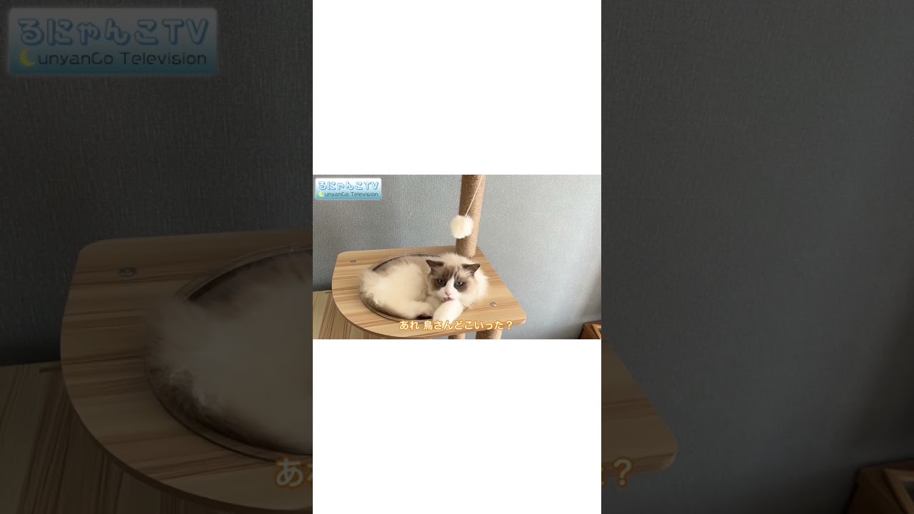 【ラグドール】キャットタワーで鳥さんと遊ぶ猫 #猫 #cat #ragdoll #ネコ #ハチワレ #猫のいる暮らし #ラグドール #キャットタワー #shorts