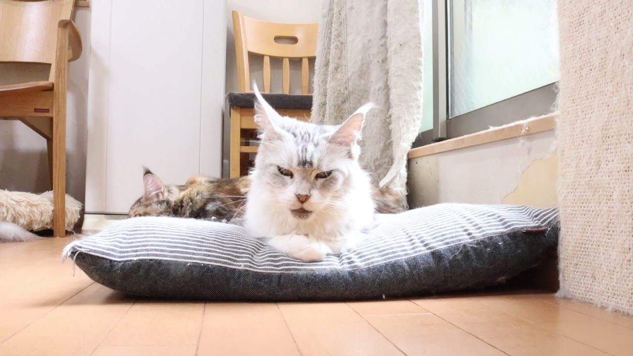 日曜朝のメインクーン子猫たち