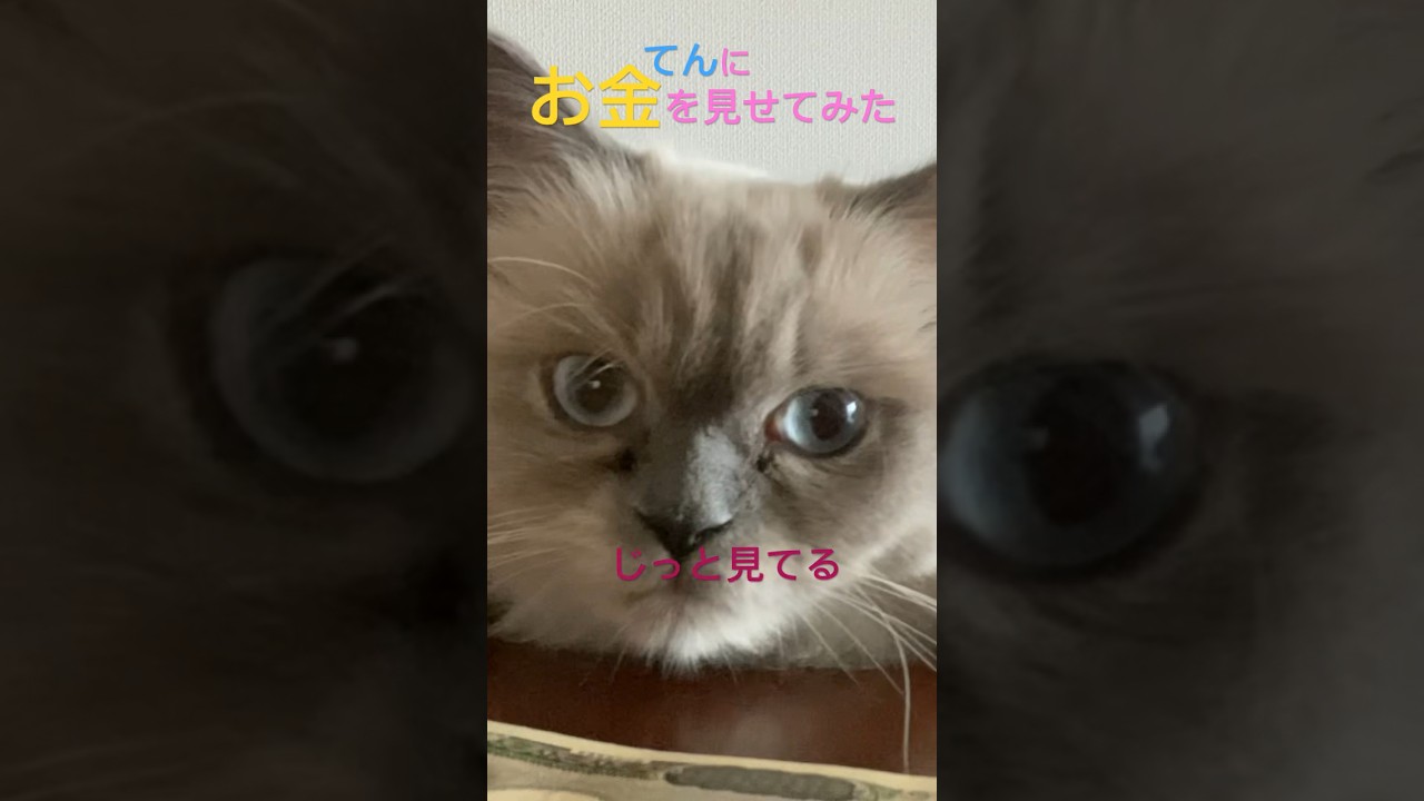 ネコに小判…なのか？ #ネコ #ヒマラヤン #ショート