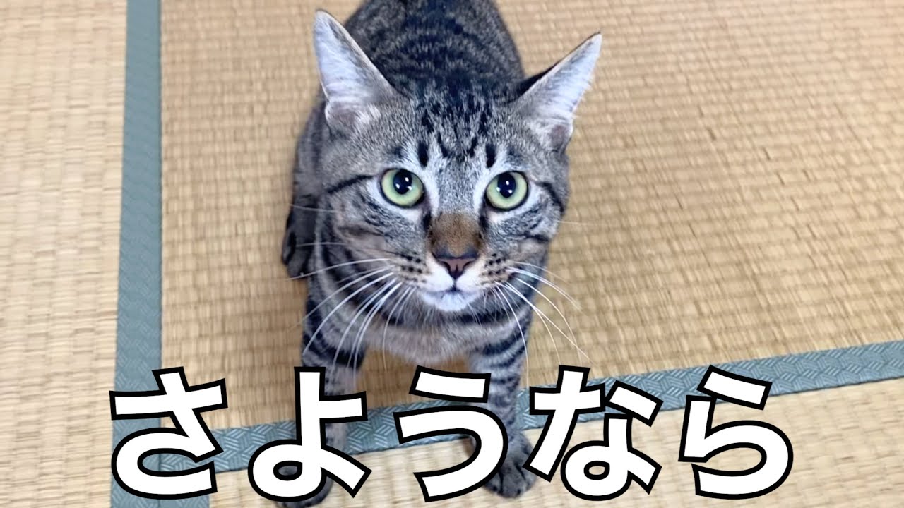 子猫のふくちゃん さようなら