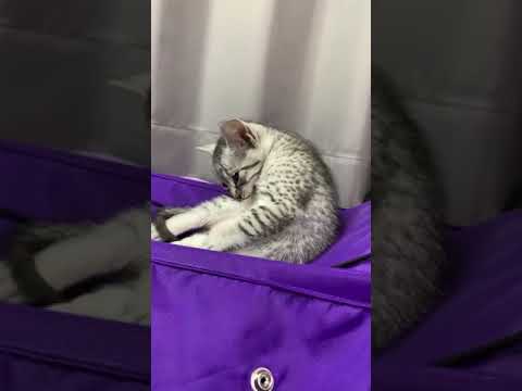 エジプシャンマウ シルバー（ダブルコート）の男の子。