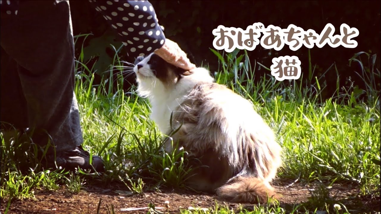 おばあちゃんと猫 Lady and long-hair breed cat. シャム猫っぽい長毛猫 可愛い 美猫 シャムミックス