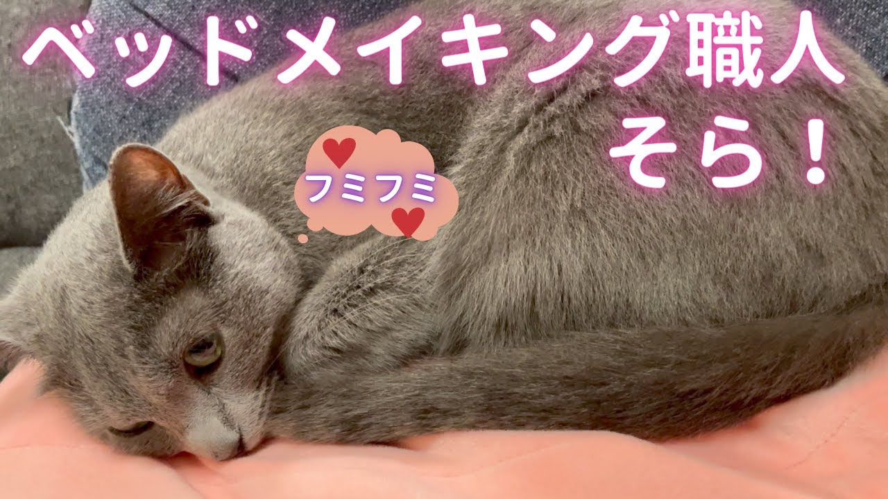 一生懸命に作ったそらの新しい巣（ロシアンブルー）