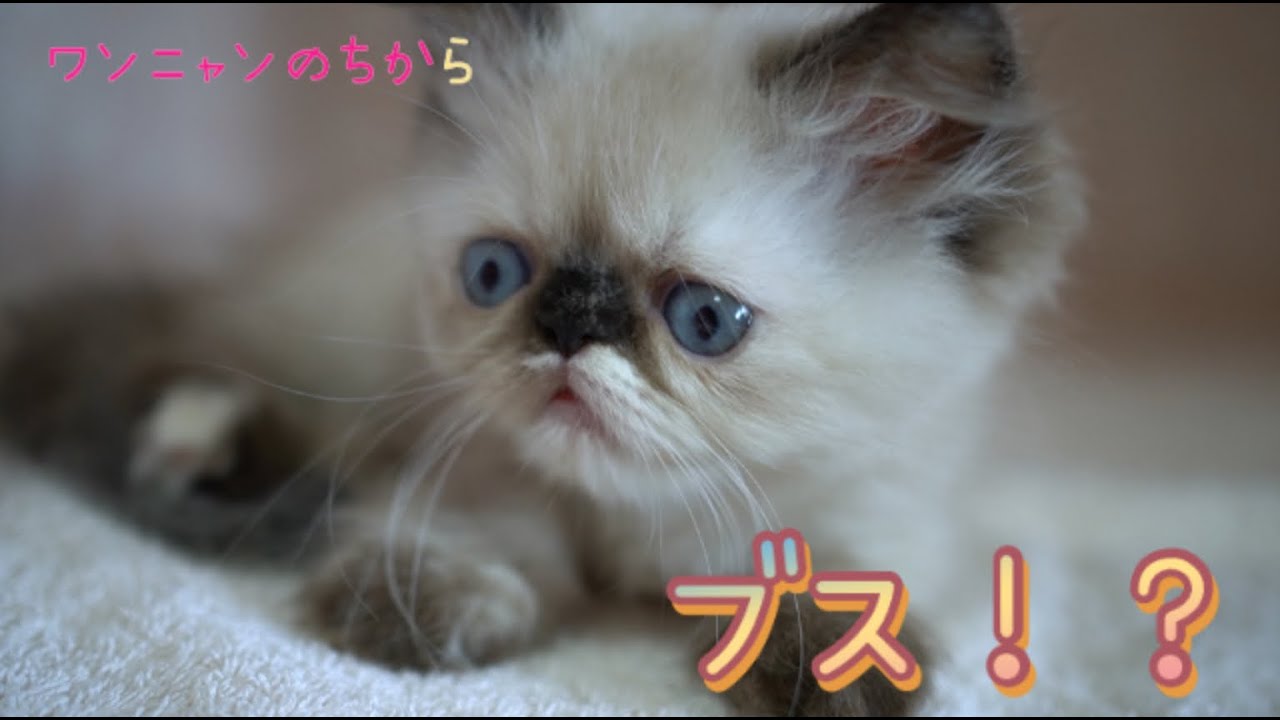 【子猫紹介】ヒマラヤン2021/06/03生まれ トーティポイント 女の子