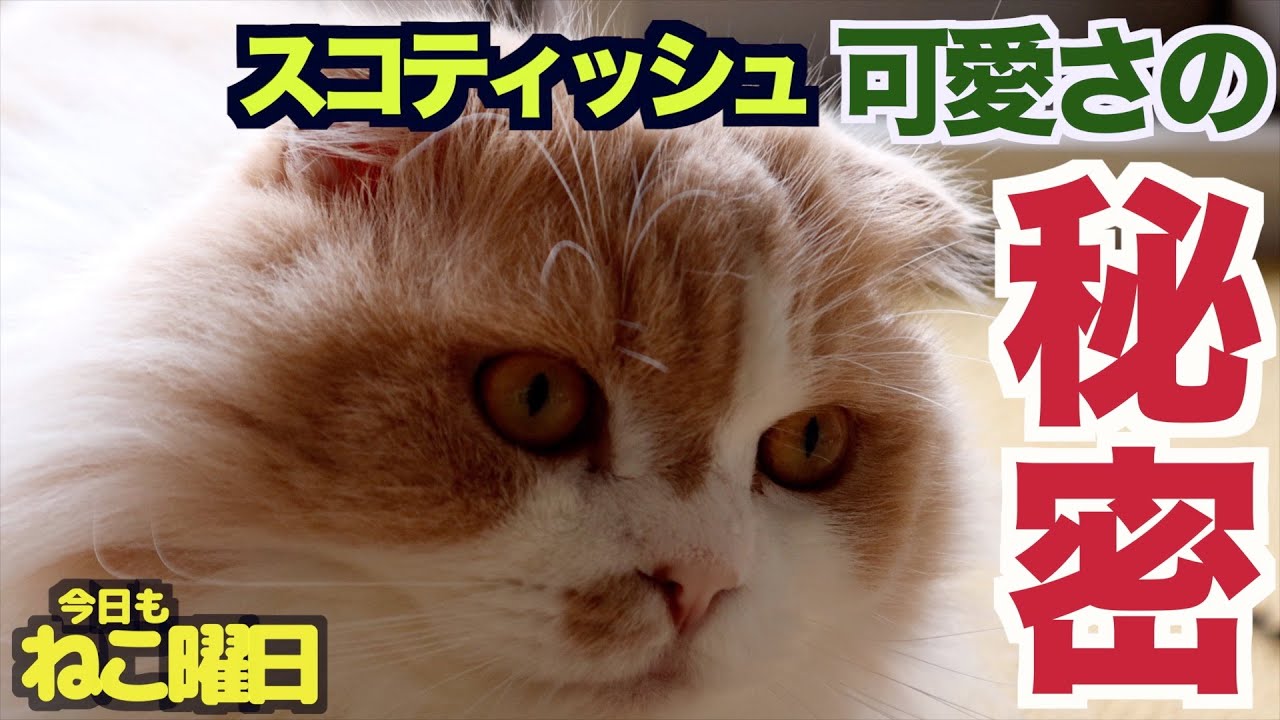 【スコティッシュフォールド】愛嬌抜群！可愛さは天下一品です！
