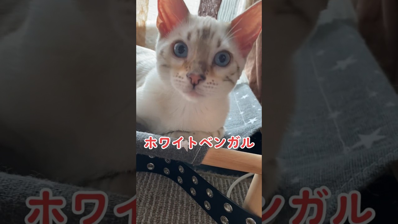 【子猫動画】ホワイトベンガル　生後4ヶ月！　アイドル 　ベンガル猫　ネコ　ねこ　#cat #bengalcat #ベンガル #ベンガル猫 #ベンガル子猫 #子猫 #bengal #猫