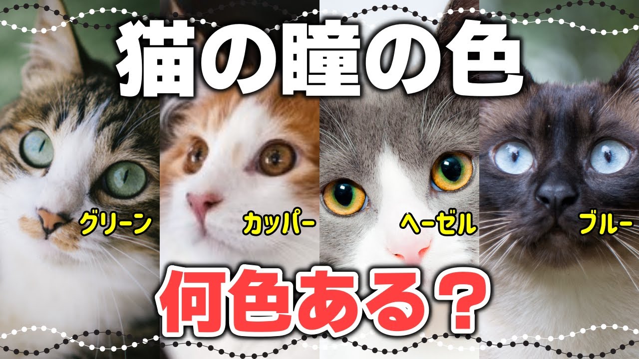 豊富なカラー！珍しい色も｜猫の瞳と毛色の関係【猫の目の色の種類】