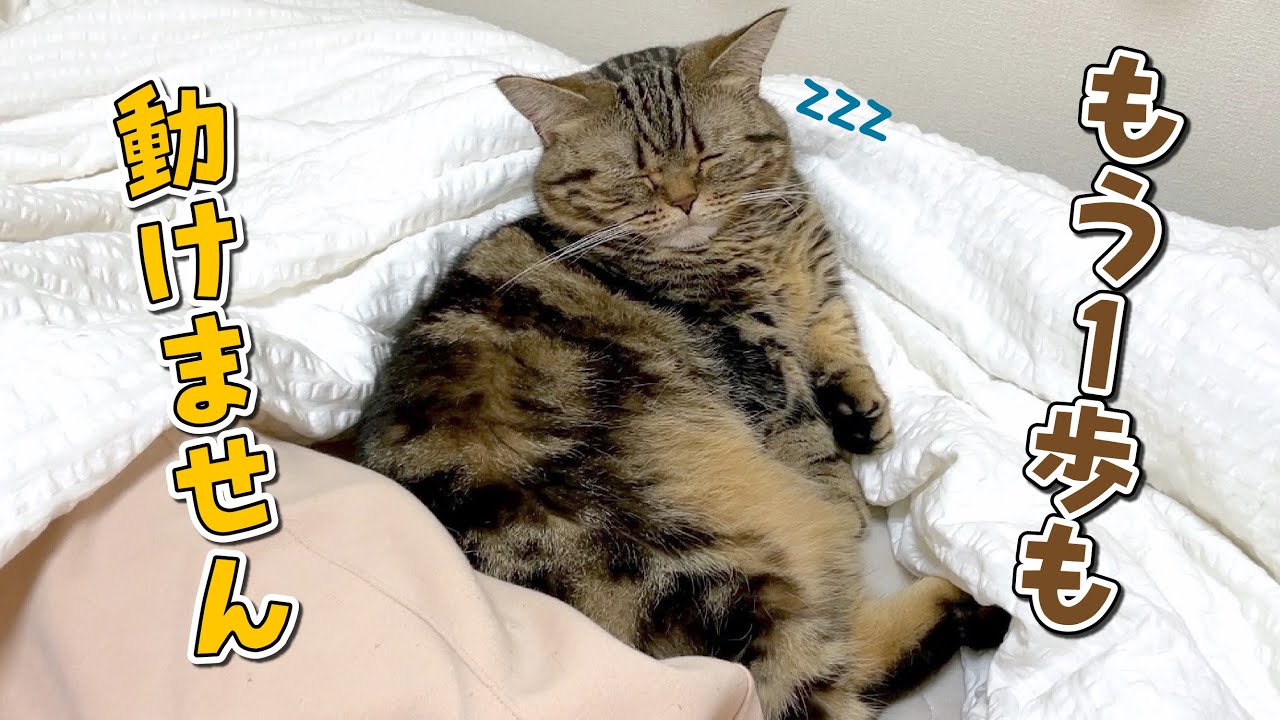 いつも元気いっぱいの弟猫がベッドに一番乗りして動かなくなりました…！