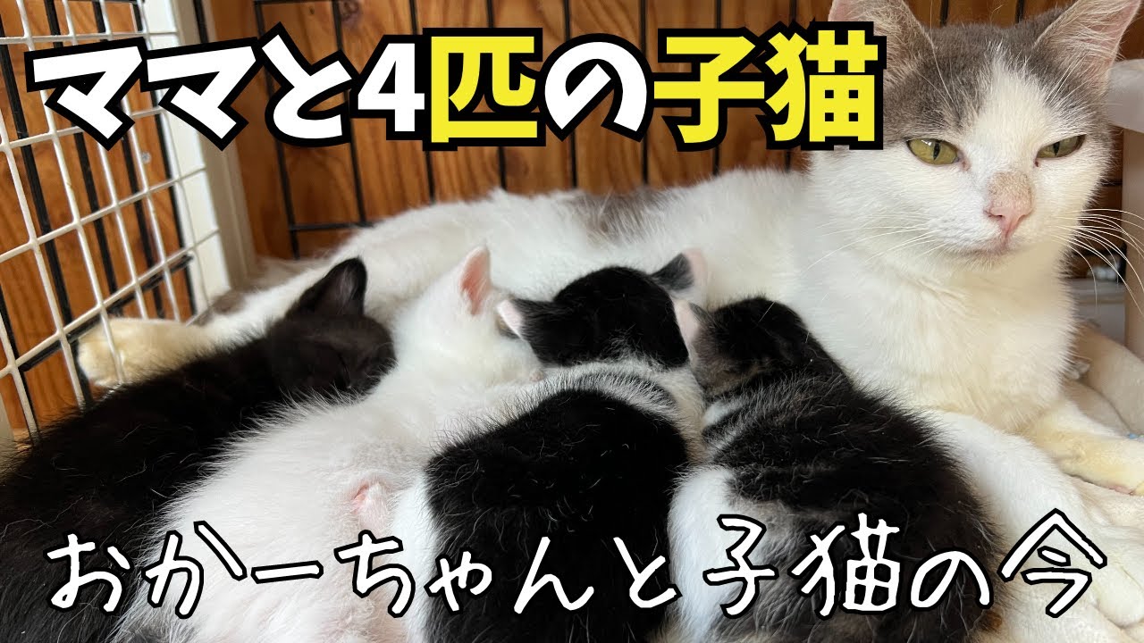 【ママと4匹の子猫病院へ】愛媛からやってきたママと子猫の1ヶ月後の様子