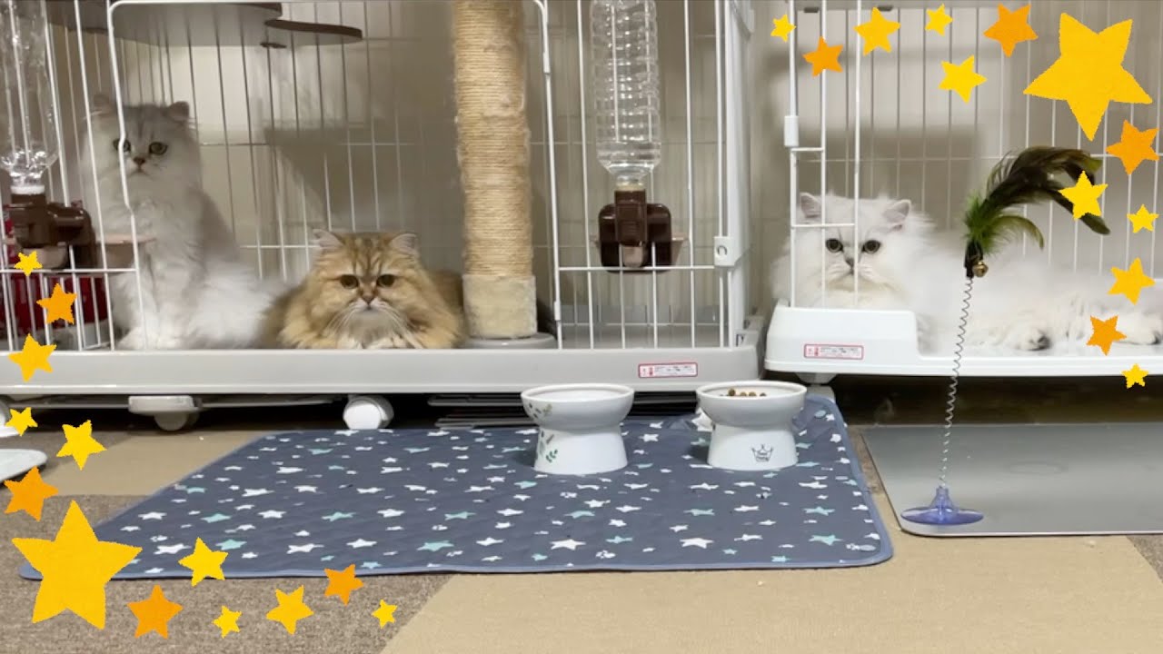 【ルーティーン動画】ペルシャ猫とのナイトルーティーンが幸せすぎる‼️