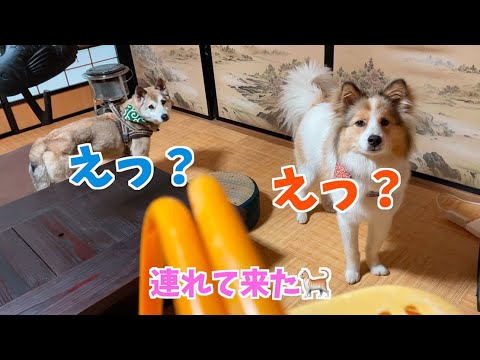 【母猫に捨てられた子猫】我が家に子猫がやって来た🐈