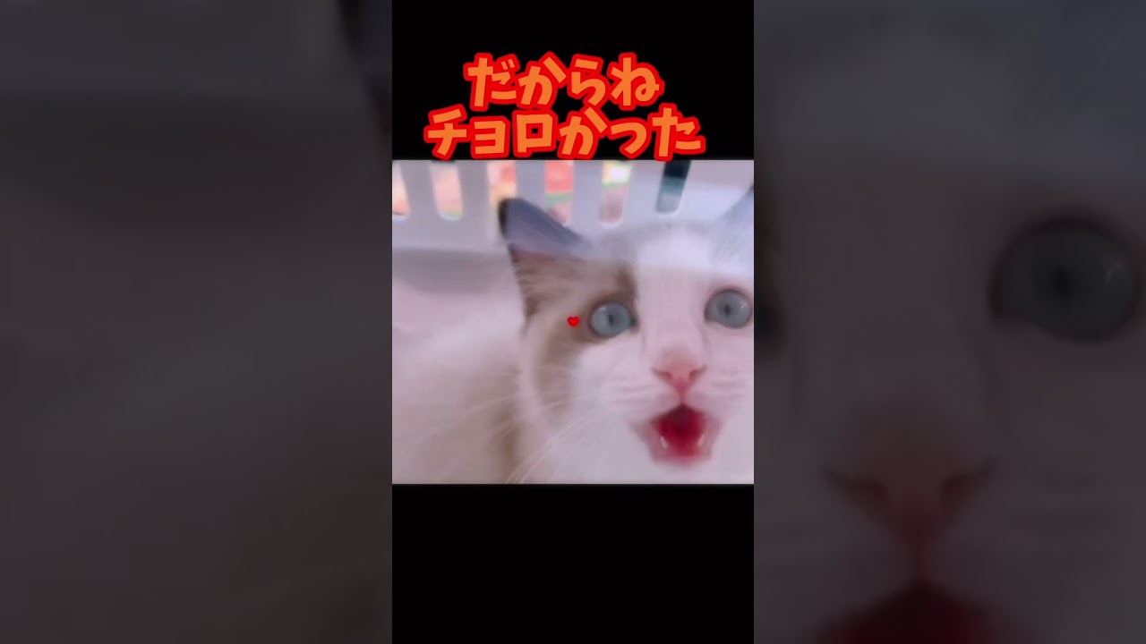 【猫動画】ラグドールの仔猫を迎えて1ヶ月たちました⚡️😈💛#shorts #cat#猫 #仔猫#ラグドール