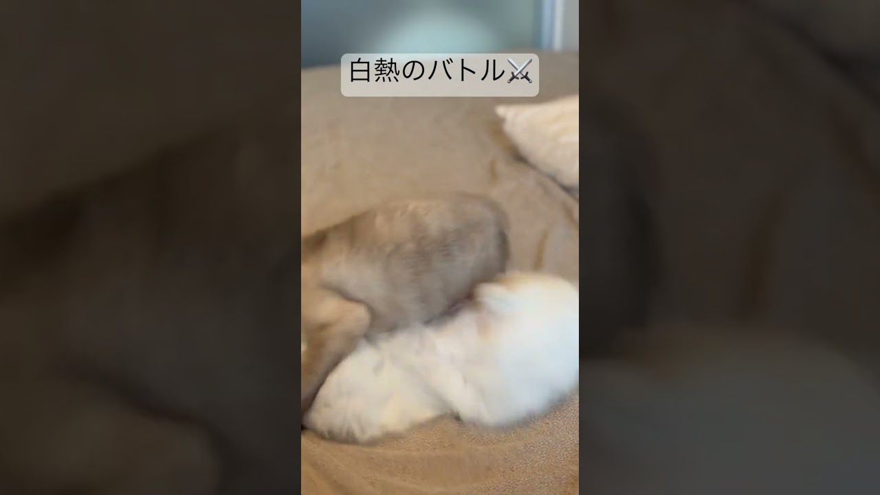 バトル動画 #cat #cute #kitten #cutecat #animal #pet ♯シャム猫♯アメリカンカール♯マンチカン♯マンチカール♯保護猫