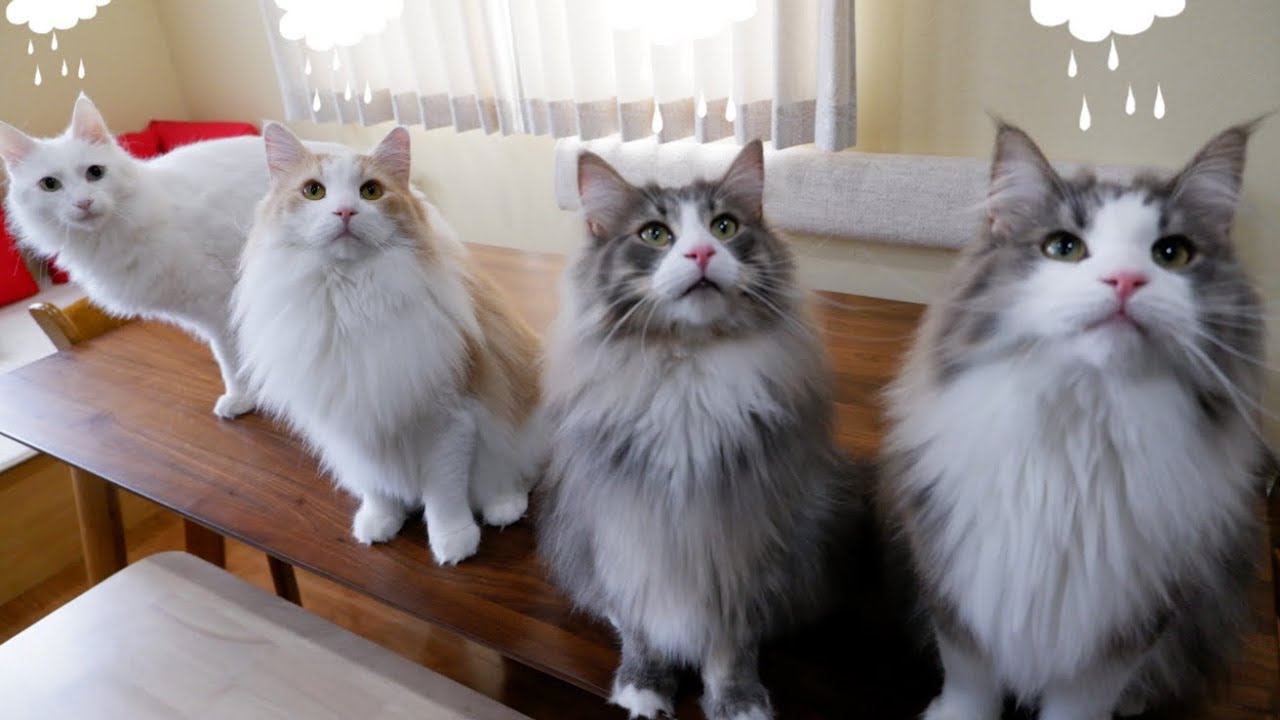【梅雨】いつも通り、ま〜ったり日常✨ノルウェージャンフォレストキャットとターキッシュアンゴラ❤︎