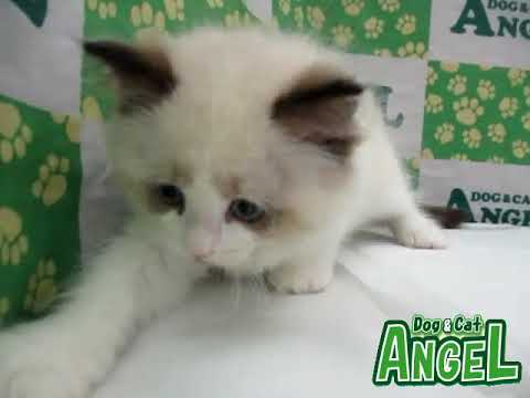 ラグドール 2305063 【ペットショップエンゼル　子犬・子猫販売】