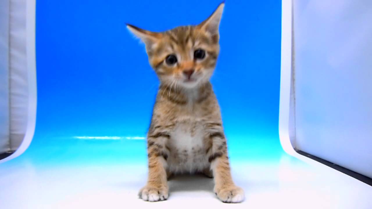 ワンラブ　名古屋市　ペットショップ　オシキャット　15076.mpg