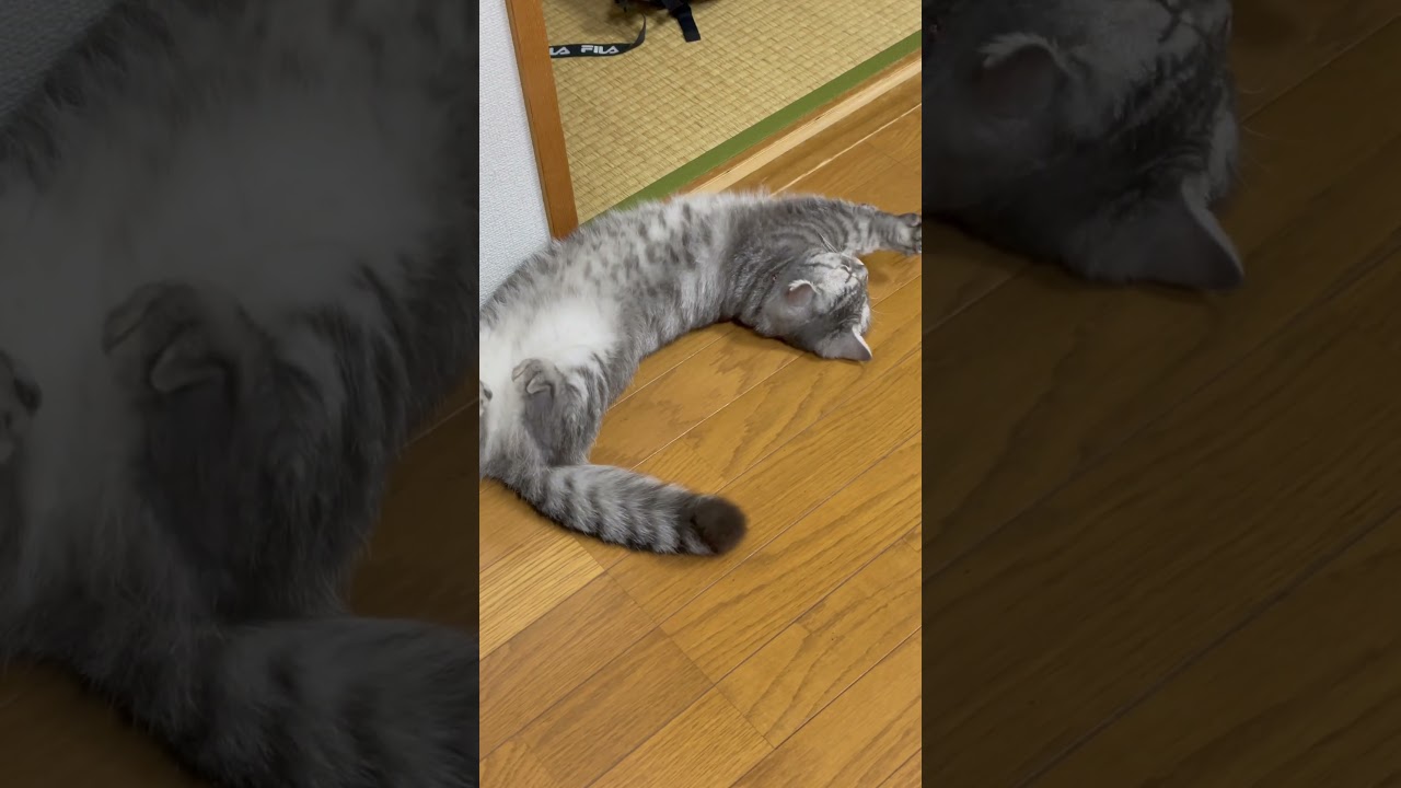 猫の寝返りの瞬間🐱 #猫 #マンチカン #cat #kitty #kitten #kittycat #catlover