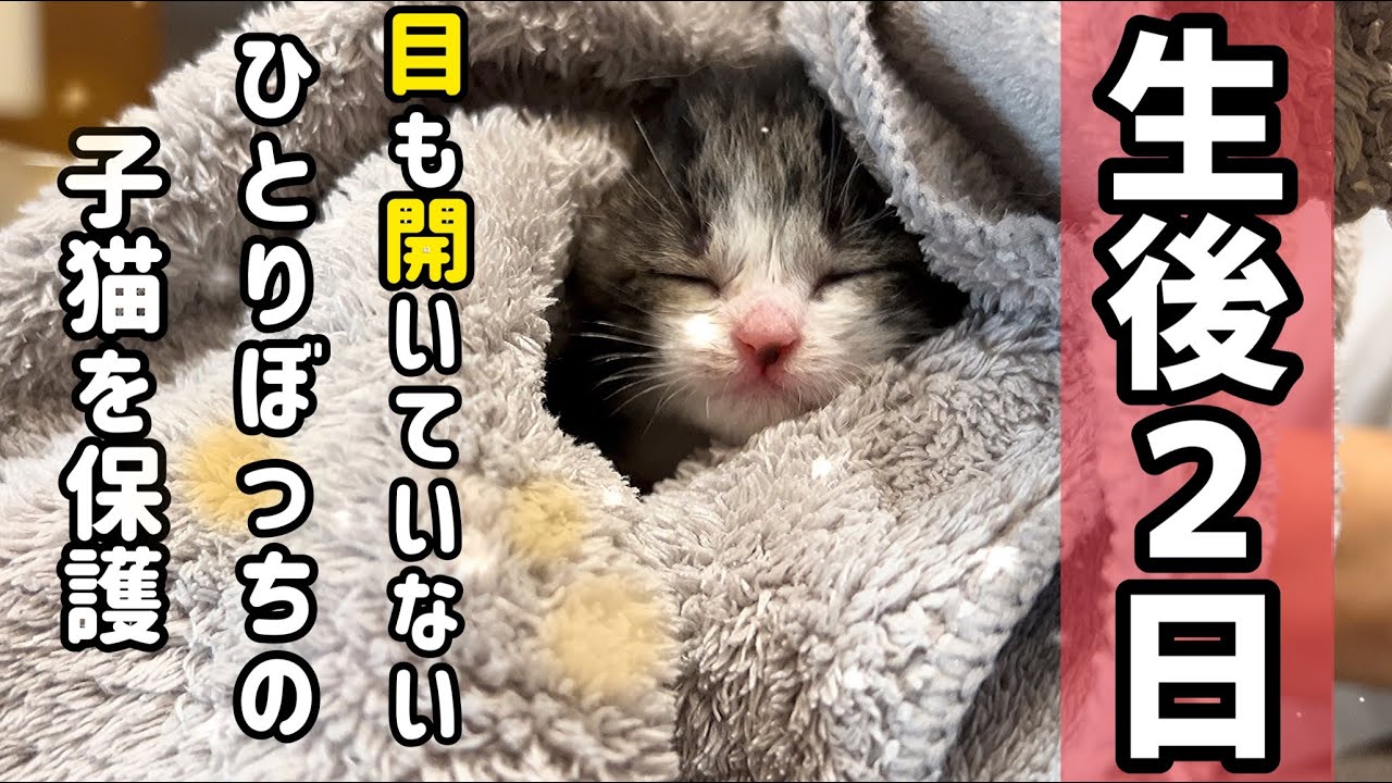 【子猫】生きて！！生後２日の子猫を保護しました…！
