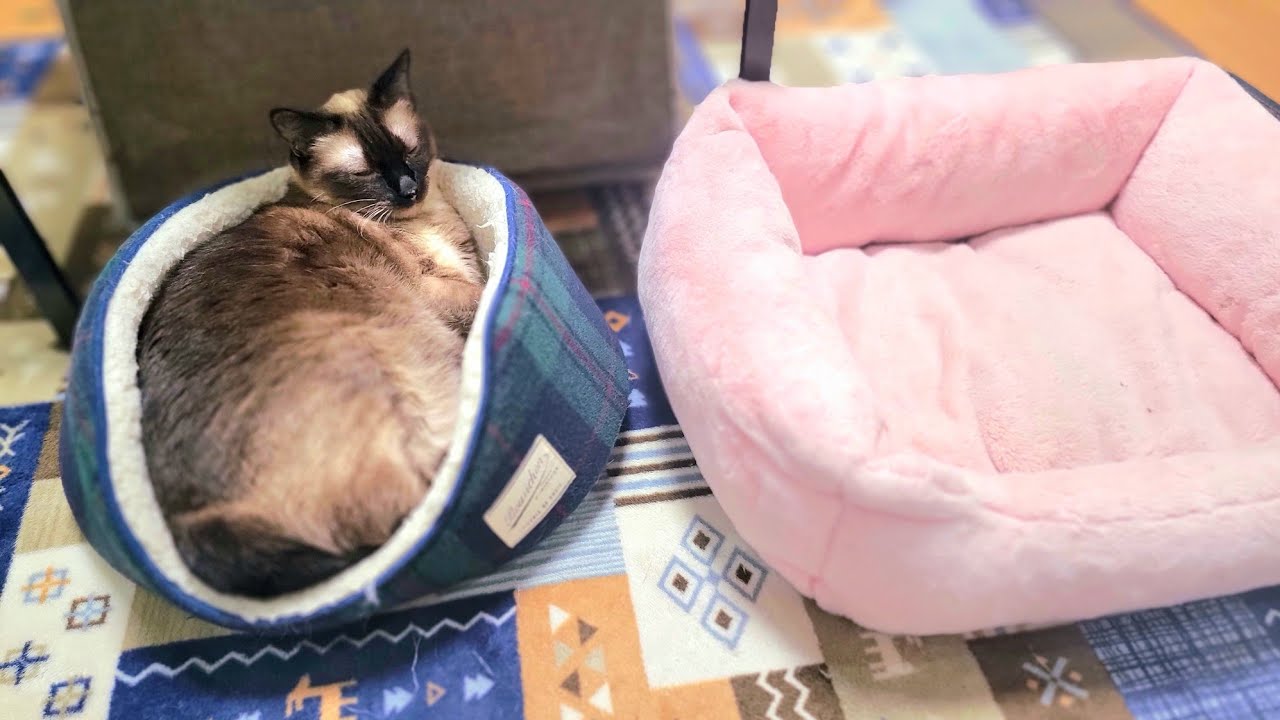 子猫時代の小さなベッドを出したら速攻でこうなった猫シャムエ🤭
