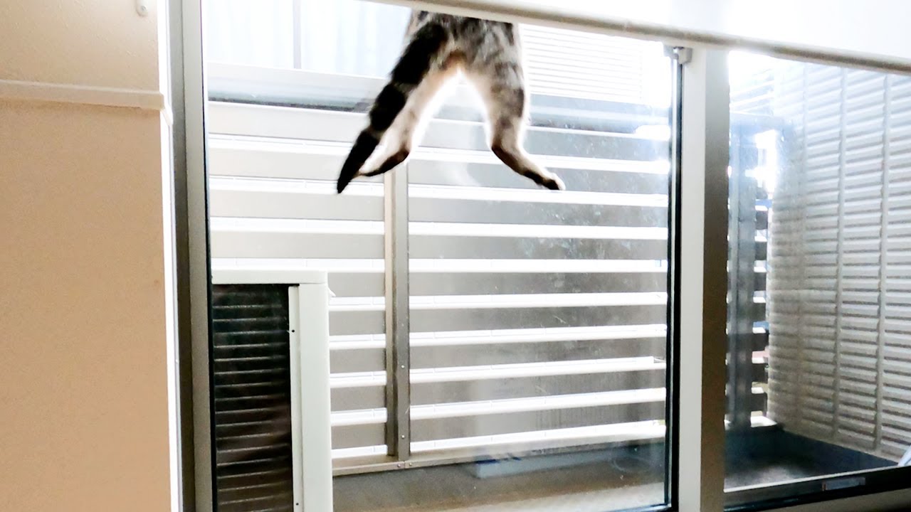 謎に窓に大ジャンプをする猫【アメリカンショートヘアー】