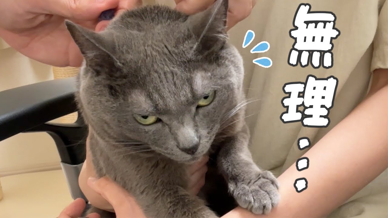 お薬が嫌すぎて極悪な顔になってしまう猫…ｗ