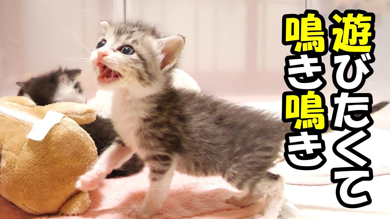 早起きしすぎた子猫が遊びたくて鳴き鳴き【赤ちゃん猫　保護猫】