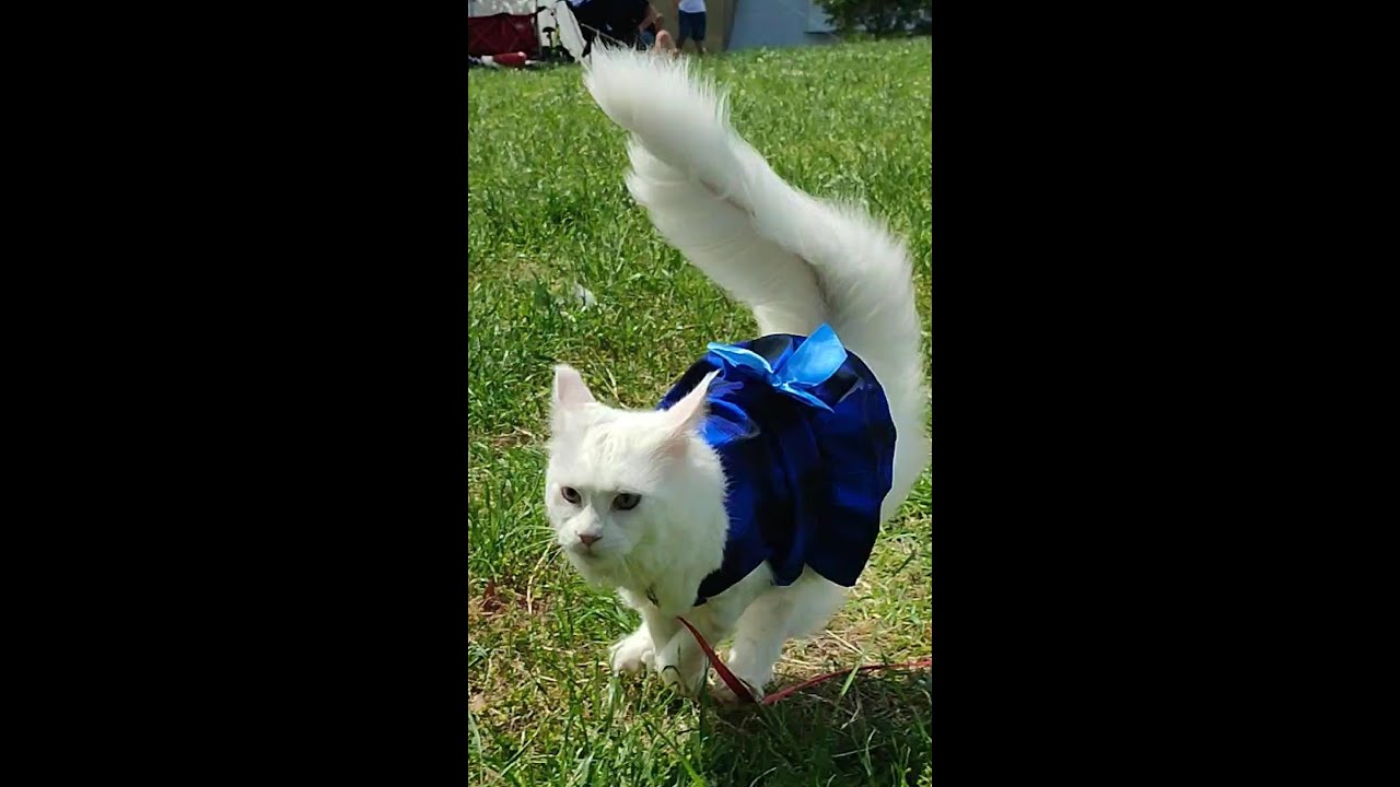 駆けるたまちゃん ～ 白猫オッドアイのメインクーン。