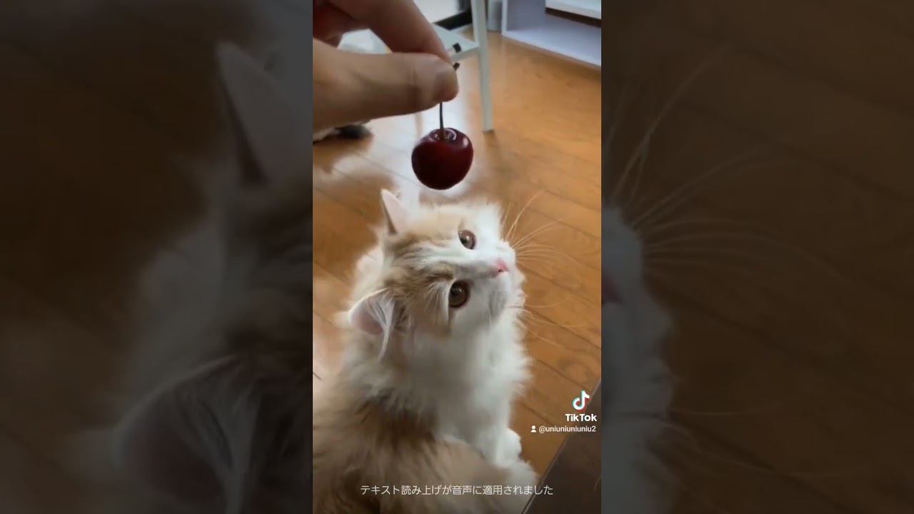 ていていていてい！🍒 #ラガマフィン #cat #猫動画 #子猫 #癒し #shorts