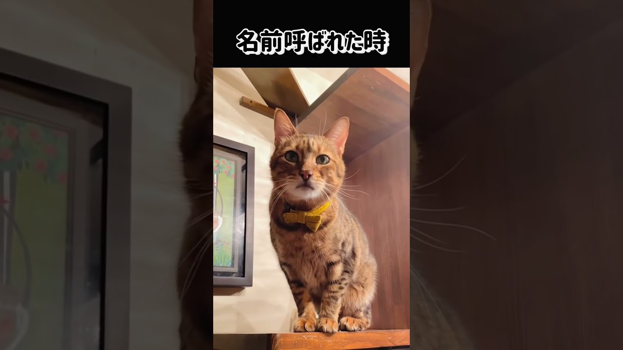 【しゃべる猫】ベンガル猫は甘えん坊でおしゃべり上手